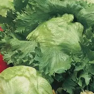 Seed – Lettuce Iceberg