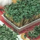 Mustard White - Garden Express Australia