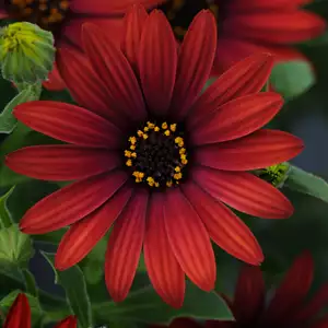 Cyclamen Growing Guide Osteospermum Zion Red 2016 - Garden Express Australia