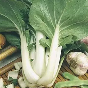 Seed – Pak Choi