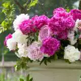 Peony Rose Mixed16 - Garden Express Australia