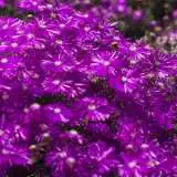 Pig Face Purple 2016 - Garden Express Australia