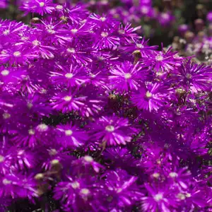 Colourful Foliage Plants For Your Garden