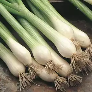Seed – Spring Onion White Lisbon