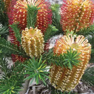 Banksia Birthday Candles 140mm Banksia Birthday Candles 140mm