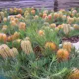 Bamksia Bday Candles 11 - Garden Express Australia