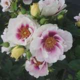 Brindabella Roses
