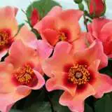 Brindabella For Your Eyes Only 17 Rosfbye - Garden Express Australia