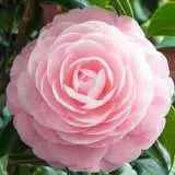 Camellia Ave Maria 16 - Garden Express Australia