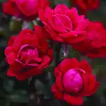 Pruning Roses In Summer Double Knockout - Garden Express Australia
