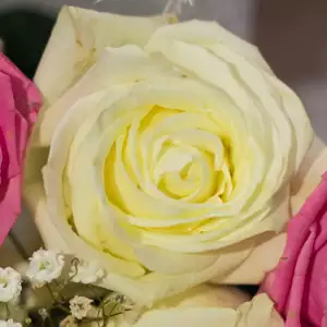 What Is A Hybrid Tea Rose? Elina 16pg - Garden Express Australia