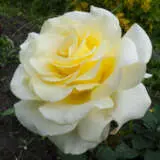 Elina 2022 Rosheli - Garden Express Australia