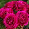 What is a Floribunda Rose? Floribunda Purple Glow16 - Garden Express Australia