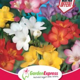 Ge Value Pack Freesia Hadeco Mixed 300x216