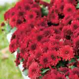 Garden Mum Monza Red Pplgmumre - Garden Express Australia