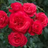 Gift Of Friendship16 - Garden Express Australia