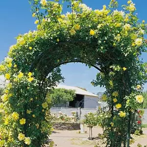 Best Spring-Flowering Climbers For Arches And Pergolas Goldbunnyclimber - Garden Express Australia