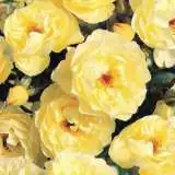 Goldentouch - Garden Express Australia