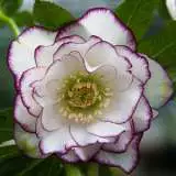 Hellebore Double Picotee16 - Garden Express Australia