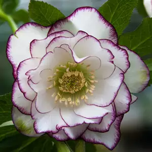 Hellebore Double Picotee