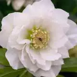 Hellebore Double White 16 - Garden Express Australia