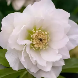 Hellebore Double White