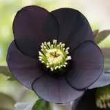 Hellebore Single Black 16 - Garden Express Australia