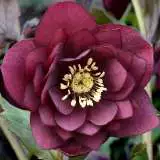Hellebore Double Red 131 - Garden Express Australia