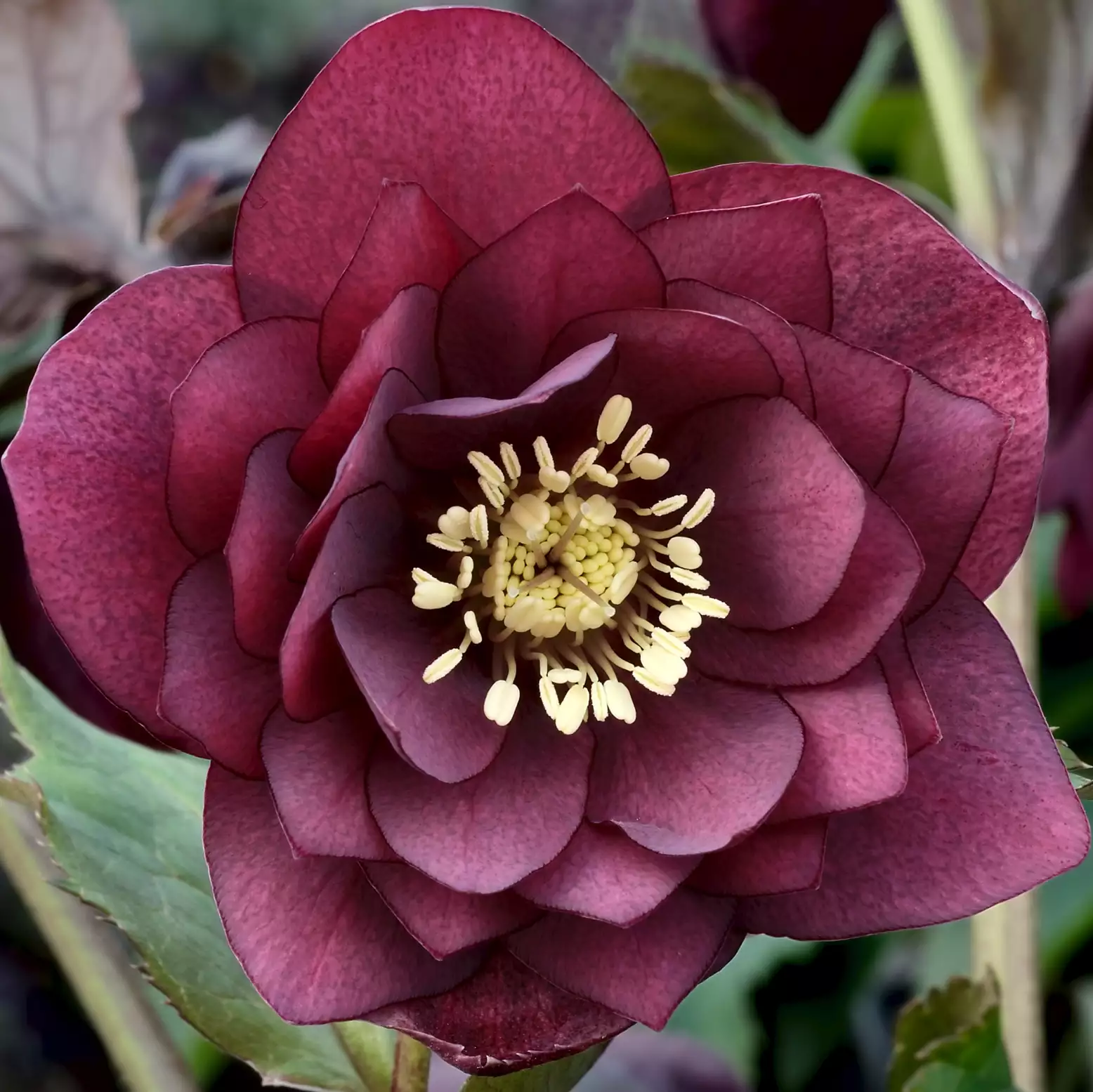 Hellebore Double Red