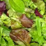 Mesclun Mix 16jpg - Garden Express Australia