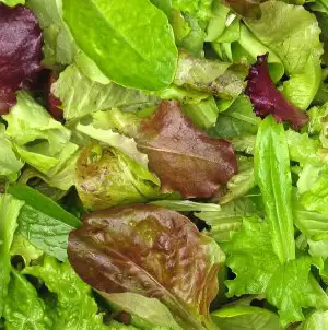 Seed – Mesclun Gourmet Salad