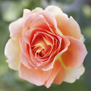 Miniature Rose Loving Touch Garden Express,Silver Quarter Value