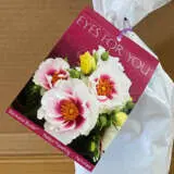 Rose Eyes For You (pbr) Rose Eyes For You (pbr)