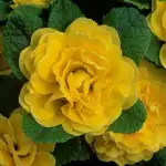 Australia’s Most Popular Winter-flowering Plants Primula Belarina Buttercup 16 - Garden Express Australia