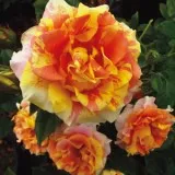 Rose Brindabella Golden Tiger - Garden Express Australia