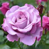Rose Fragrant Plum 2025 Roshfpl - Garden Express Australia