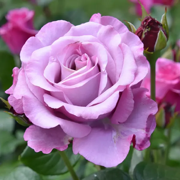 Rose Fragrant Plum Rose Fragrant Plum