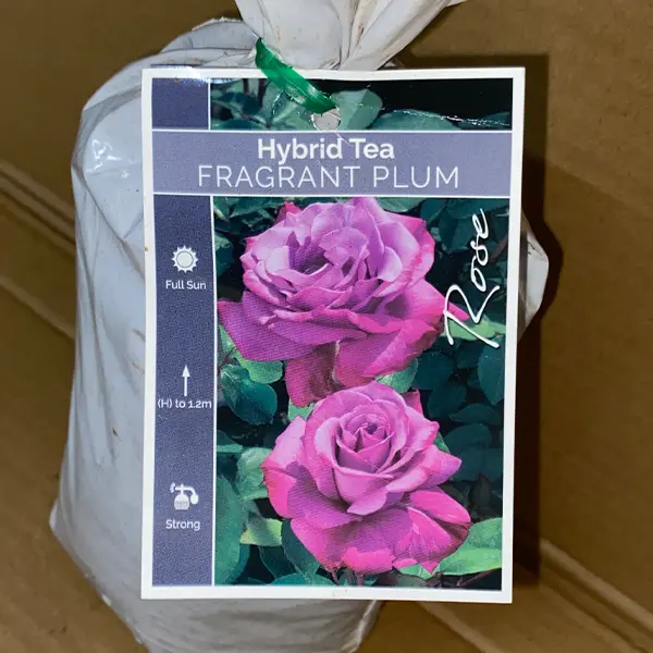 Rose Fragrant Plum Rose Fragrant Plum