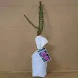 Rose Fragrant Plum Rose Fragrant Plum