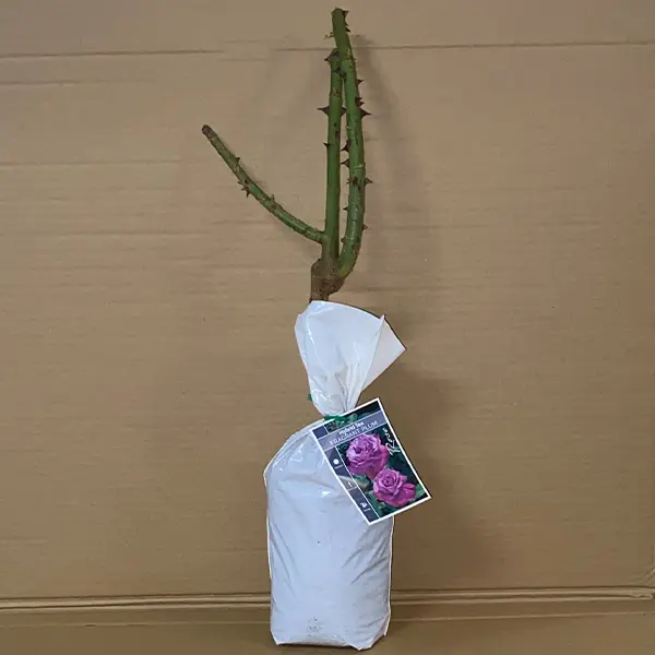 Rose Fragrant Plum Rose Fragrant Plum