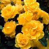 Rose Gold Bunny 16 - Garden Express Australia