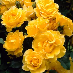 Climbing Rose Gold Bunny