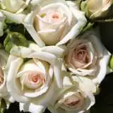 Rose Irresistible16l - Garden Express Australia