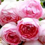 Rose Jasmina16l - Garden Express Australia