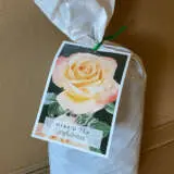 Rose Joyfulness Rose Joyfulness