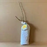 Rose St Patrick (pbr) Rose St Patrick (pbr)