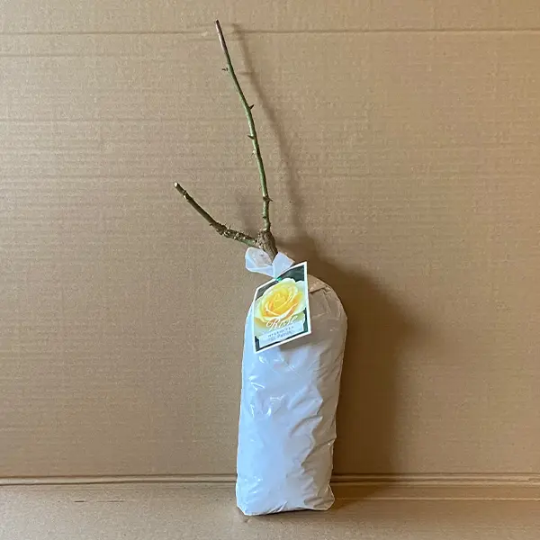 Rose St Patrick (pbr)