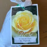 Rose St Patrick (pbr) Rose St Patrick (pbr)