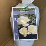 Rose Elina Rose Elina