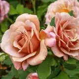 Soul Sister16 - Garden Express Australia